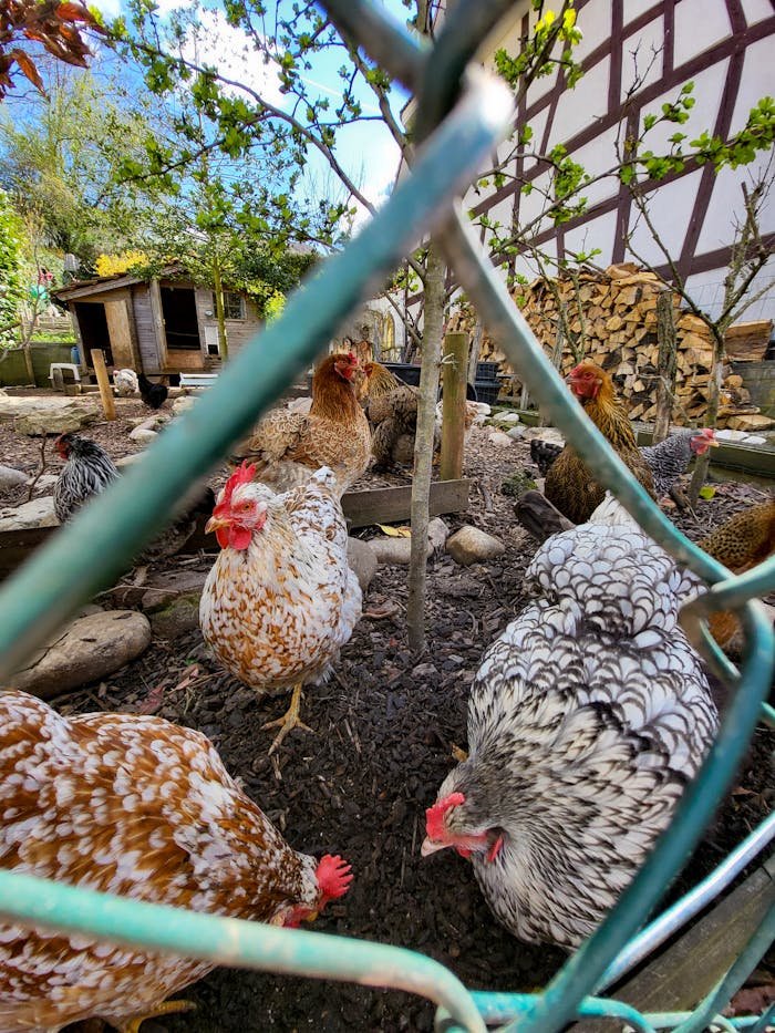 A vibrant scene of chickens pecking in a fenced farmyard in France.