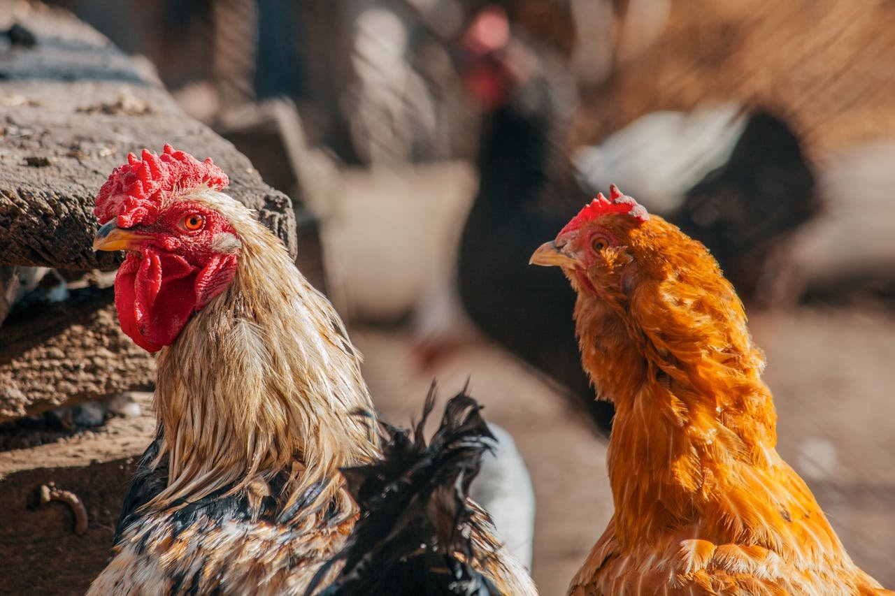 Dynamic shot of a rooster and hen in natural light on a farm, capturing vivid details.