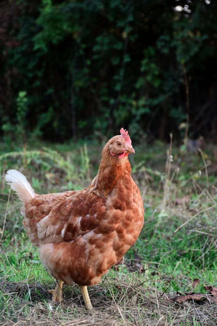 A brown hen standing in a green grassy area, showcasing organic and free-range farming.