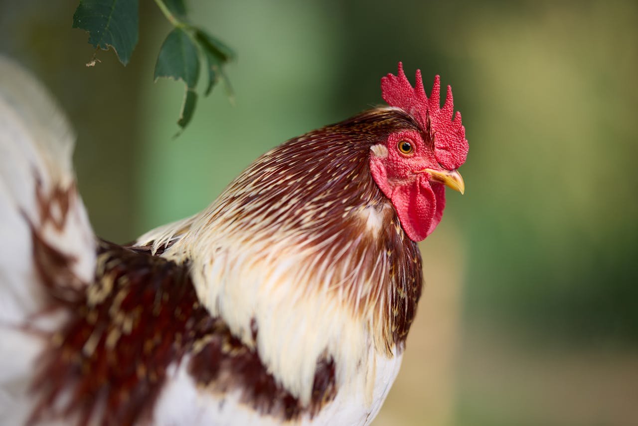 Close-up of a colorful rooster with detailed feathers and comb in a natural setting.